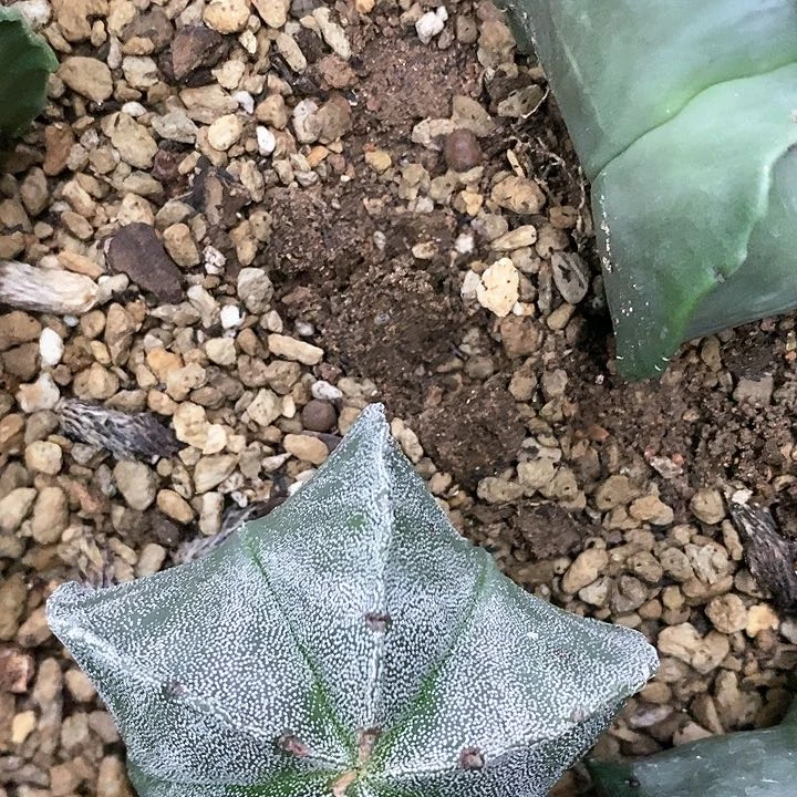 仙人球直播银纱两颗