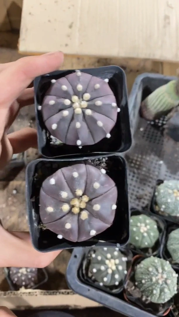 【闪购商品】实生紫皮星兜两颗