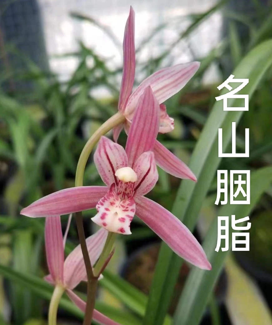 建兰 名山胭脂 园区实拍 ，喜欢可直播间选苗，以苗情论