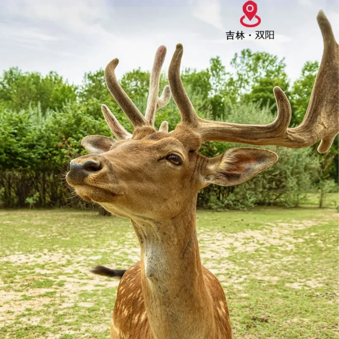 产地直发东北鹿乡梅花鹿原产地鹿丸