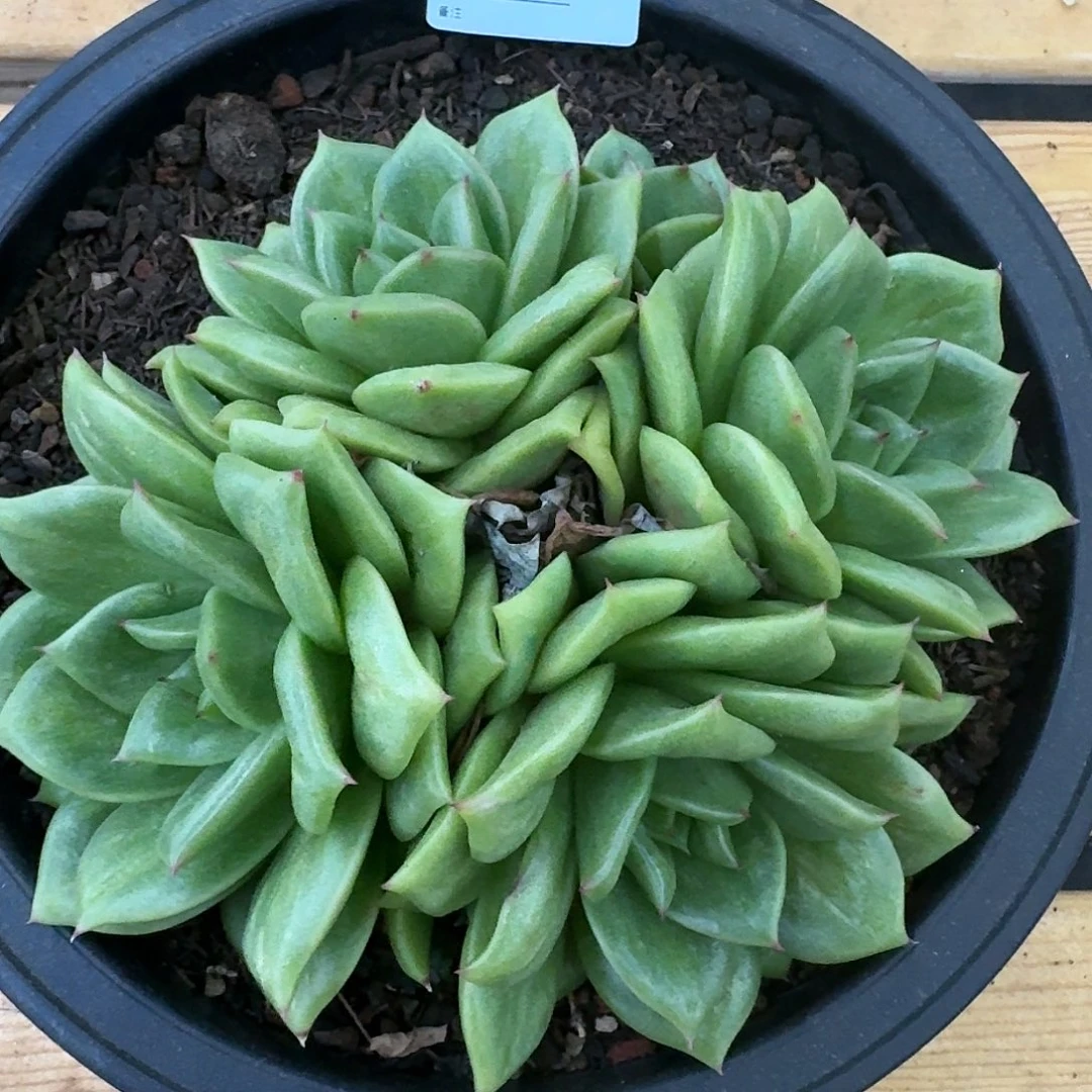 多肉植物   蔷薇玛利亚群   7697