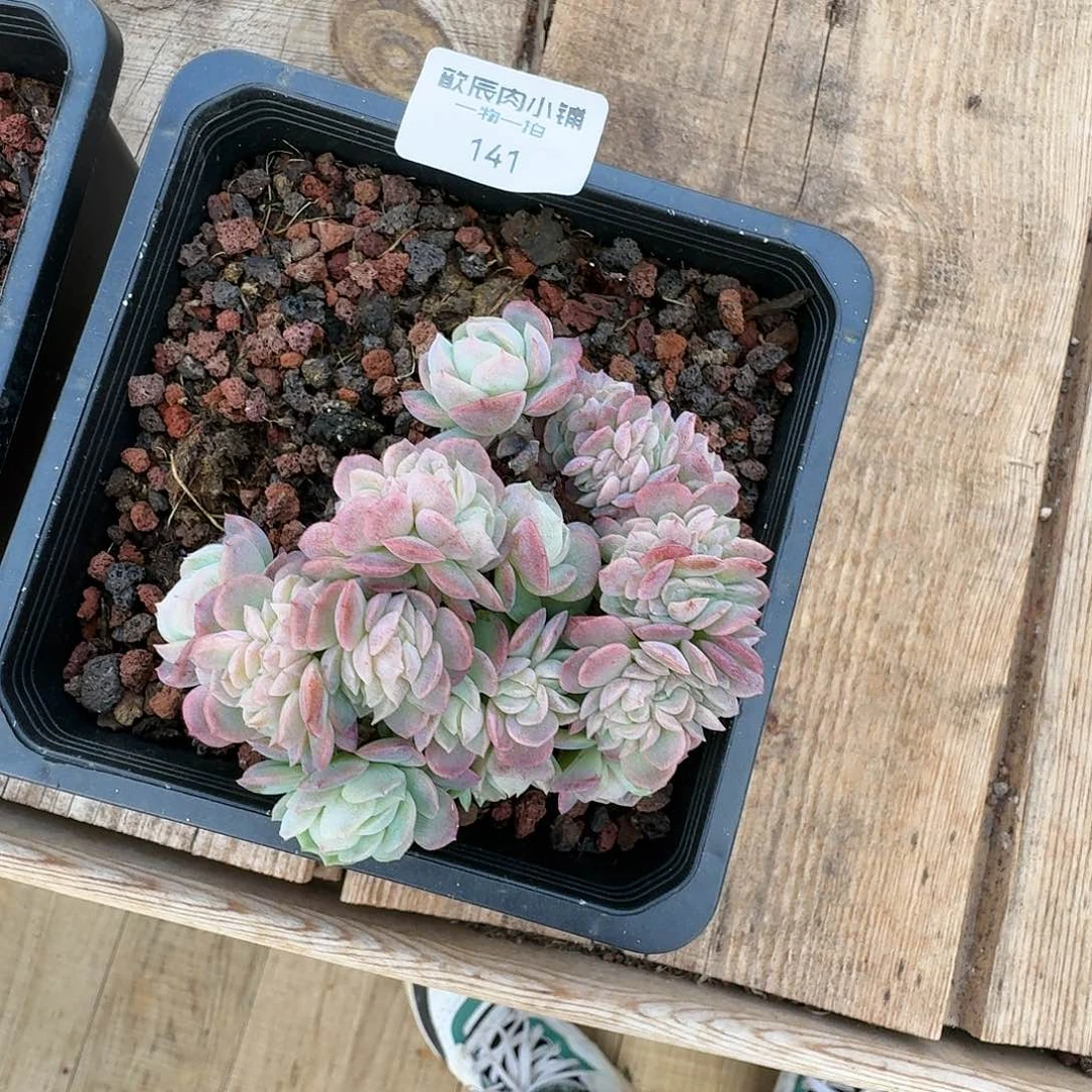 淡**风多肉植物  贝瑞缀   141