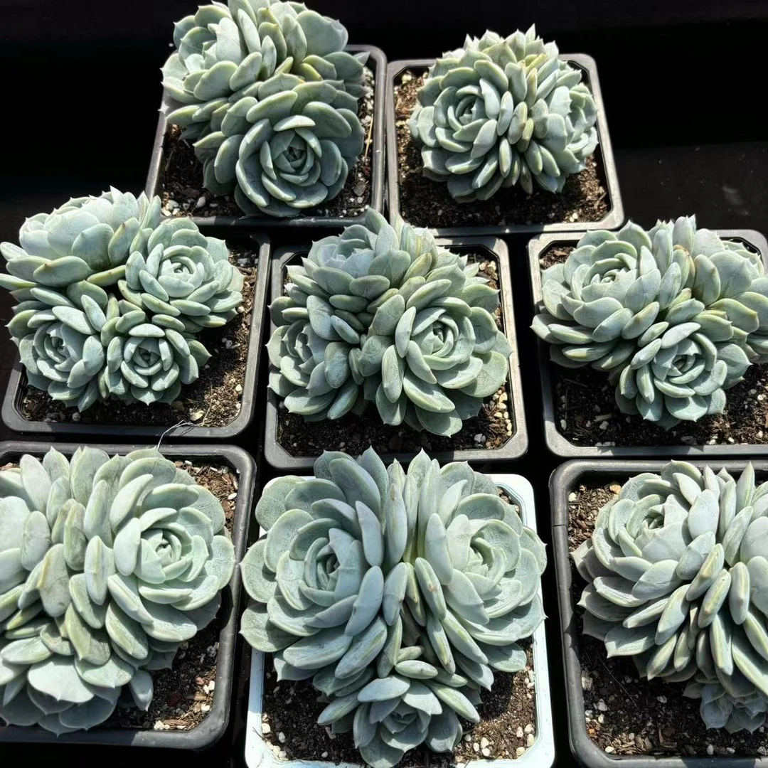 【小钢炮多肉】劳林3头起 冠幅12cm左右