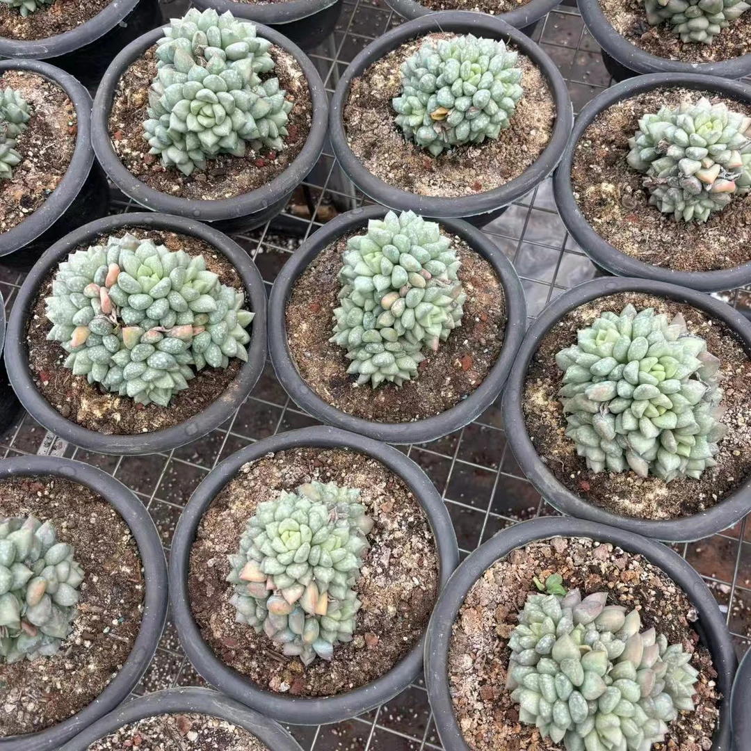 【小钢炮多肉】韩版象牙