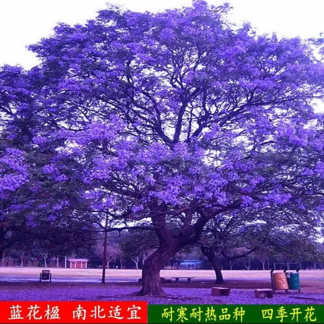 【名贵树种 尊贵之选】高档蓝花楹，南北可种植，贵气上档次!