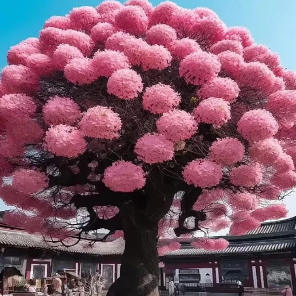 驱蚊虫庭院植物红球团流苏树苗浓香型风景树年宵花耐寒耐旱好养