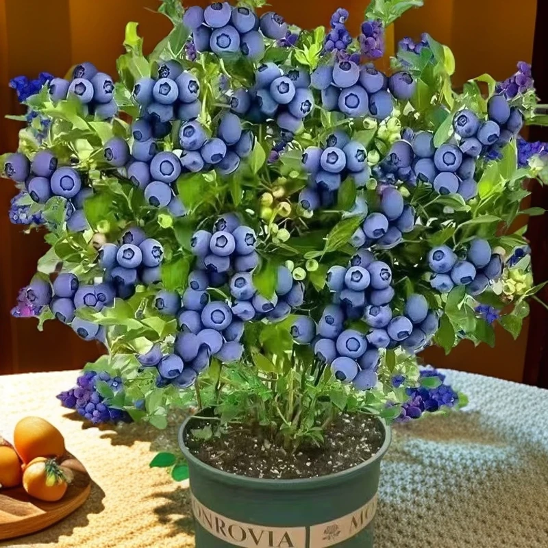 露天苗【宠粉福利】南北方均可种植蓝莓树苗盆栽地栽阳台庭院果树苗
