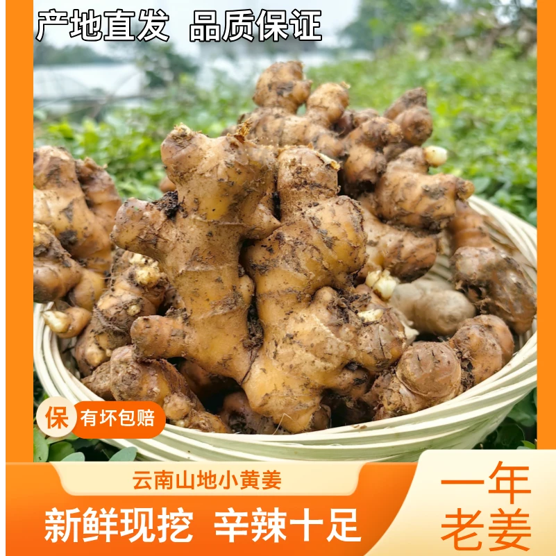 【买2斤送1斤】云南罗平种植（1年以上）小黄姜现挖带泥高山沙地姜