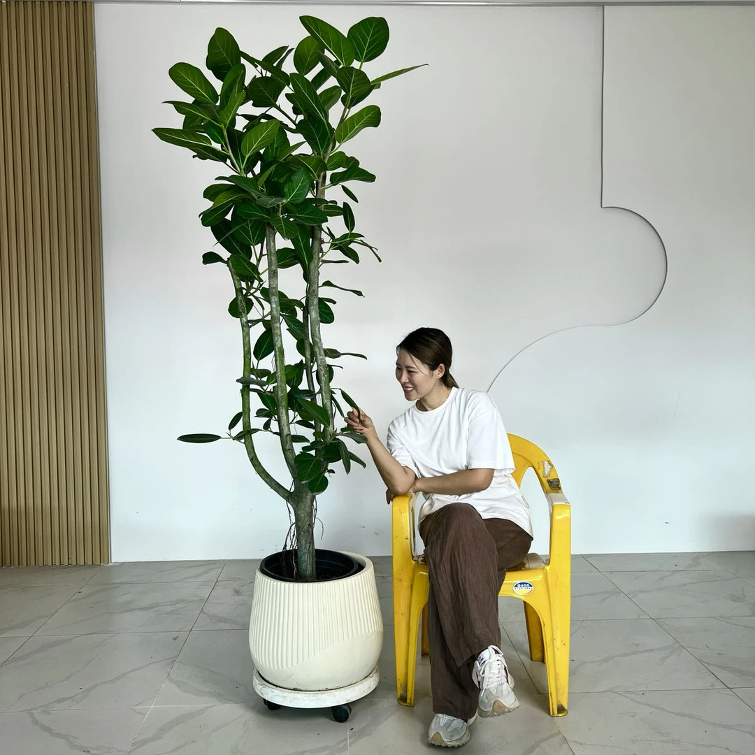 【孟加拉榕】原生态老桩孟榕鲜活原盆植物大型室内盆栽绿植种植基地