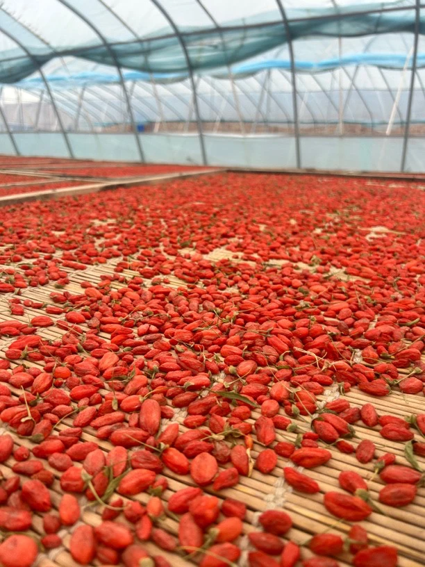 新疆头茬枸杞果王+中大果各一斤装 产地直发