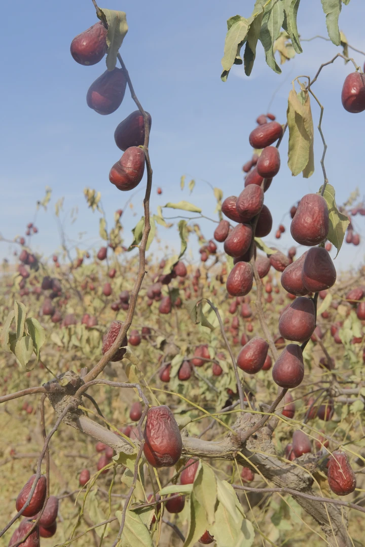 【新疆直发】新疆和田大枣自然吊干不清洗【二级】拍五斤发六斤