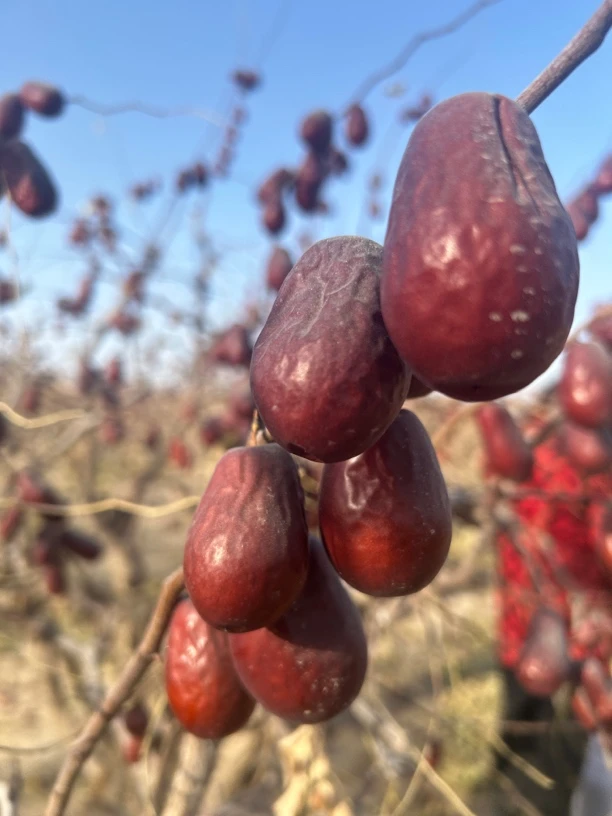 【新疆直发】和田大枣树上自然风干吊干原生态【中果】新疆红枣