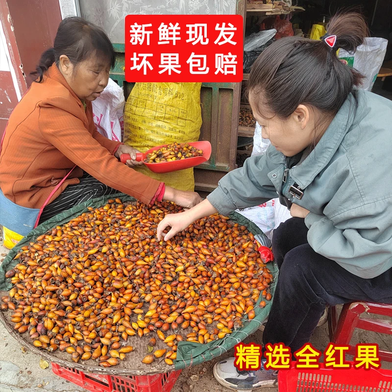 金樱子新鲜现摘糖罐大别山农家山金樱子泡酒材料手工精选全红果