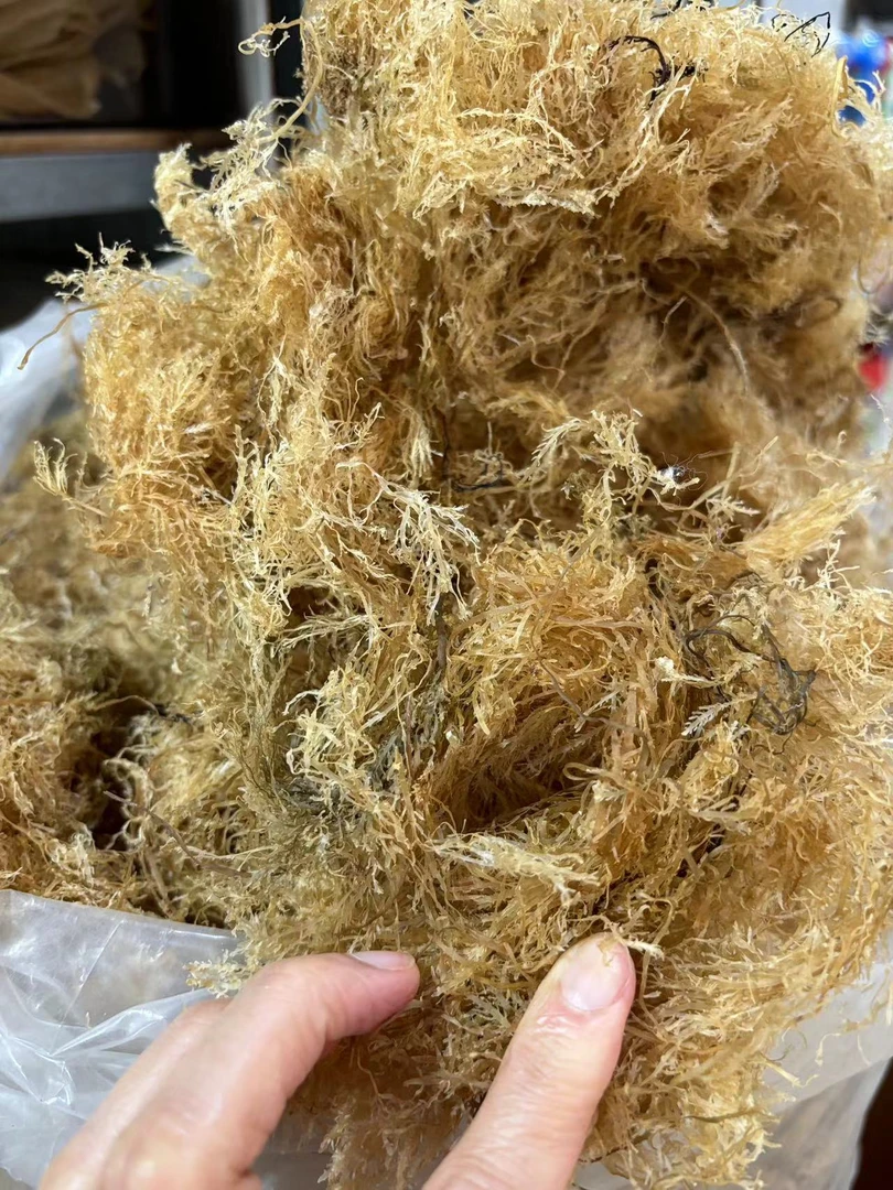 潮汕海石花草干净无沙胶质好夏日清凉