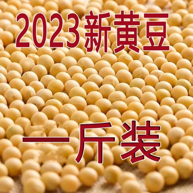 5.9抢1斤】23年东北发豆芽的黄豆散装发黄豆芽专用豆黑龙江生豆牙