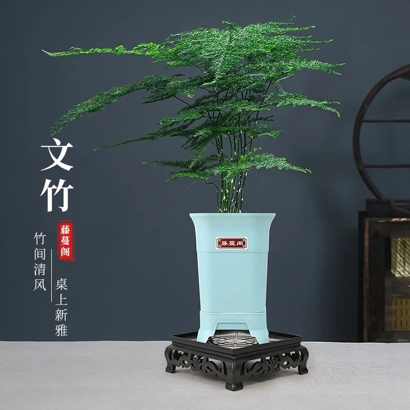 文竹盆栽植物四季常青室内外花卉办公桌桌面观叶绿植好养植物禅意