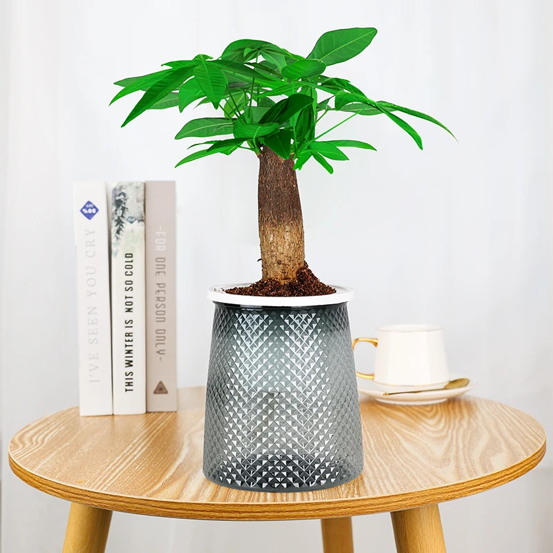 【菲菲专属】发财树盆栽室内盆景桌面绿植水培植物四季常青花卉