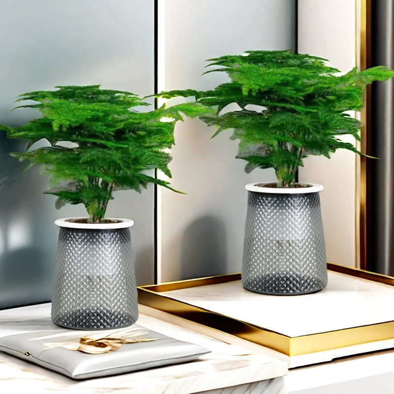 文竹盆栽植物四季常青室内外花卉办公桌桌面观叶绿植好养植物禅意