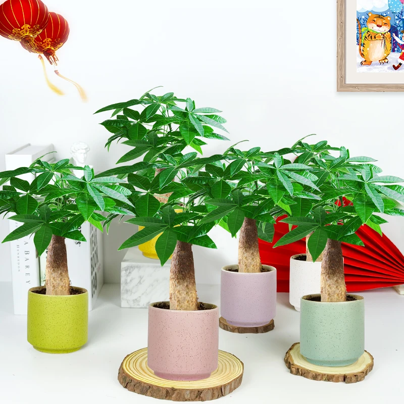 陶瓷盆发财树盆栽盆景四季常青植物好养花卉室内绿植广州基地直发