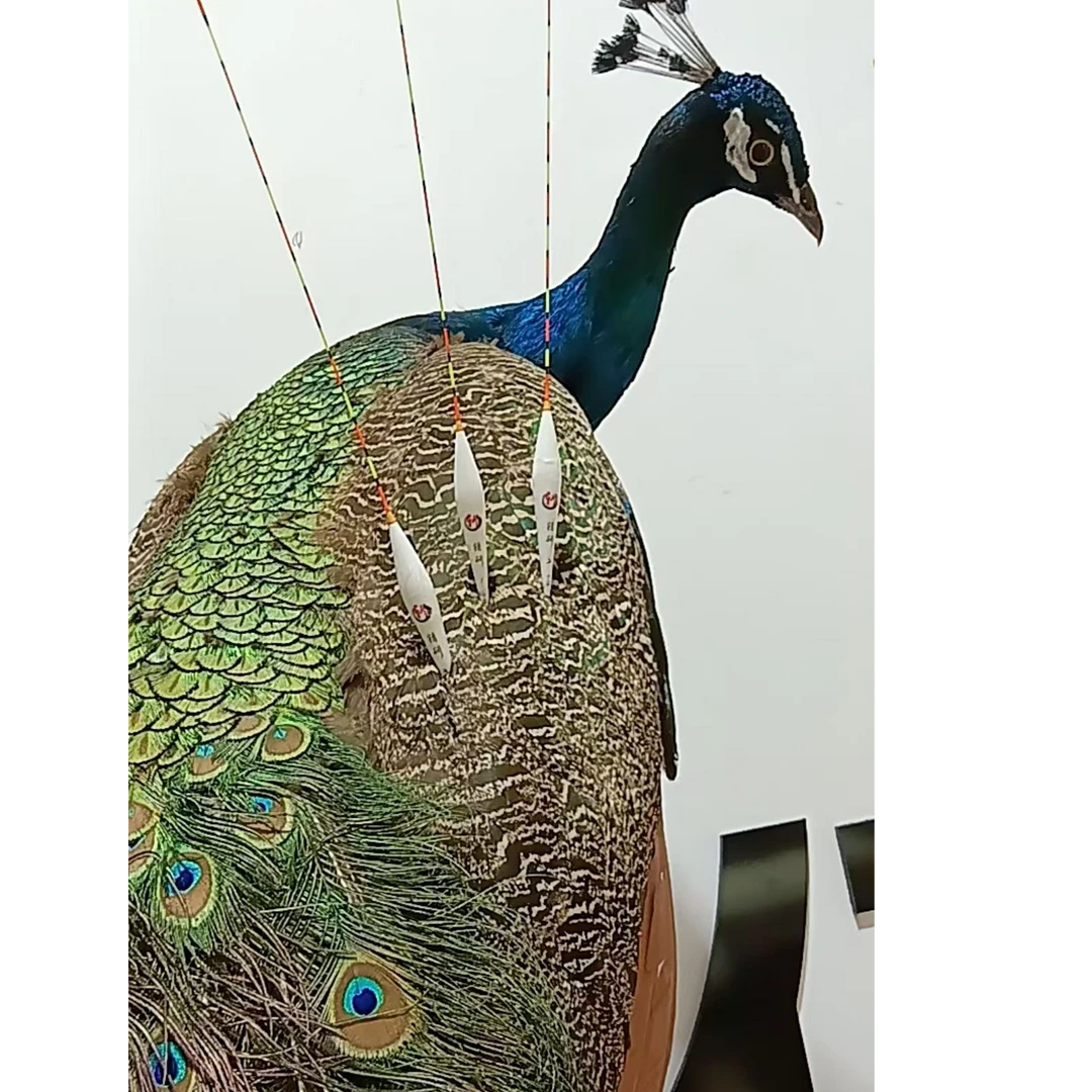 高灵敏老师傅手工羽毛浮漂黑坑野钓竞技50接口出口清晰加粗硬尾