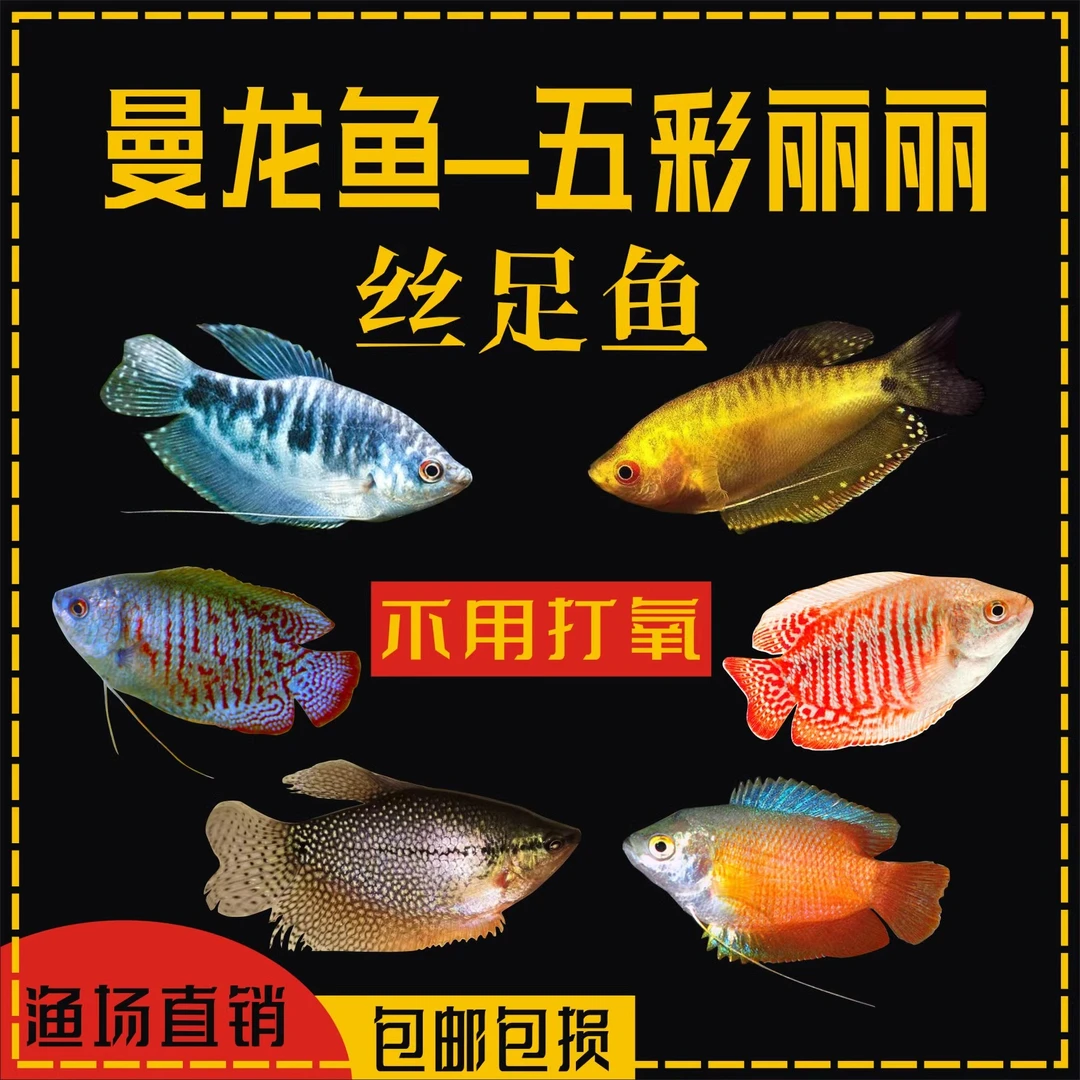 蓝黄曼龙鱼热带鱼好养不用打氧血丽丽鱼淡水小型鱼包邮新手观赏鱼