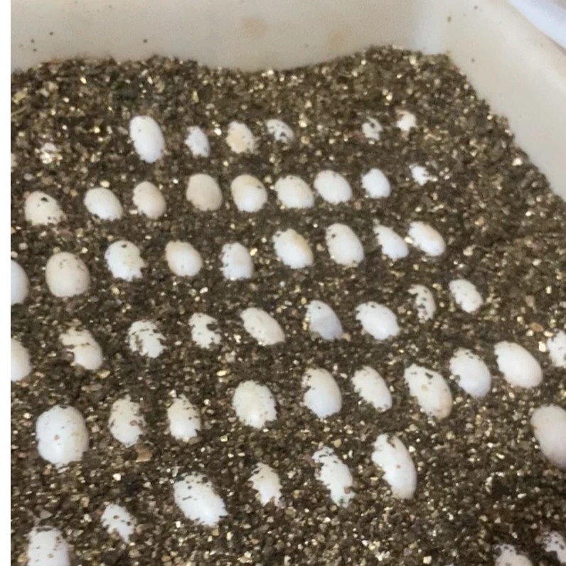 「超萌好物」【龟谷优选】剃刀、巨头龟低温孵化精品苗