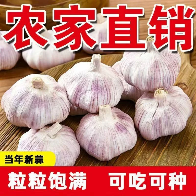 【农家土蒜】5斤新干蒜农家自种大蒜可种紫白皮干大蒜头蒜1斤3斤9斤