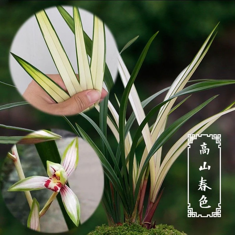 兰花 建兰 花艺双全 【高山春色】先明中透艺 原盆发货