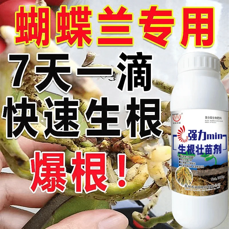 蝴蝶兰生根移栽育苗壮苗爆根壮根提苗烂根根腐药果蔬菜花卉叶面肥