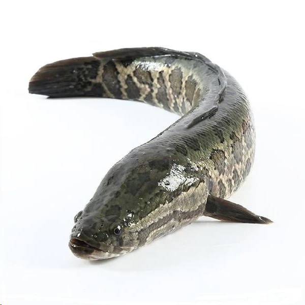 鲜活黑鱼约1.5斤【默认宰杀】