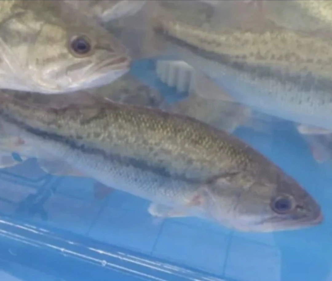 鲜活鲈鱼【默认宰杀】约400克鲈