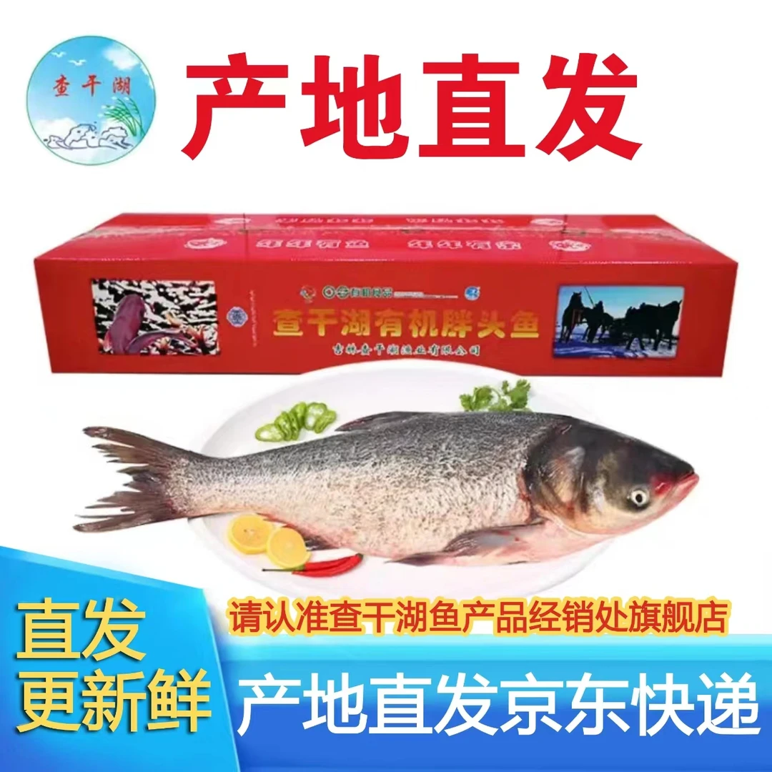 查干湖官方正品有机胖头鱼4到25斤左右