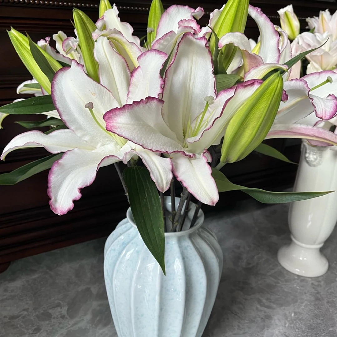 【斯丞百合】大花苞炫彩香水百合花（根据各地方气候上色）冻坏不售后