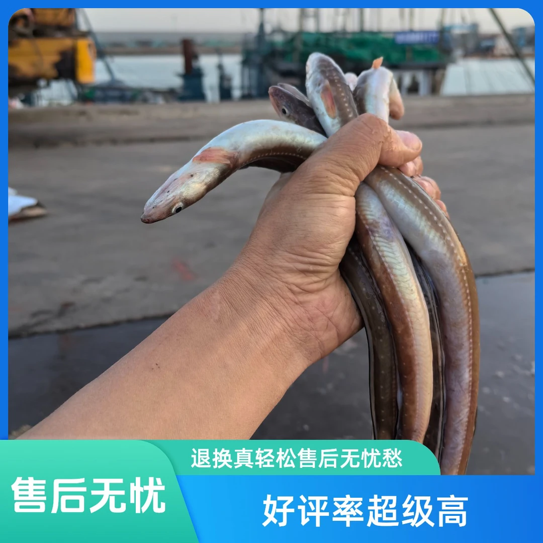 日照海捕七星鳗深海海捕 新鲜速冻鳗鱼肉质鲜嫩 顺丰急冻