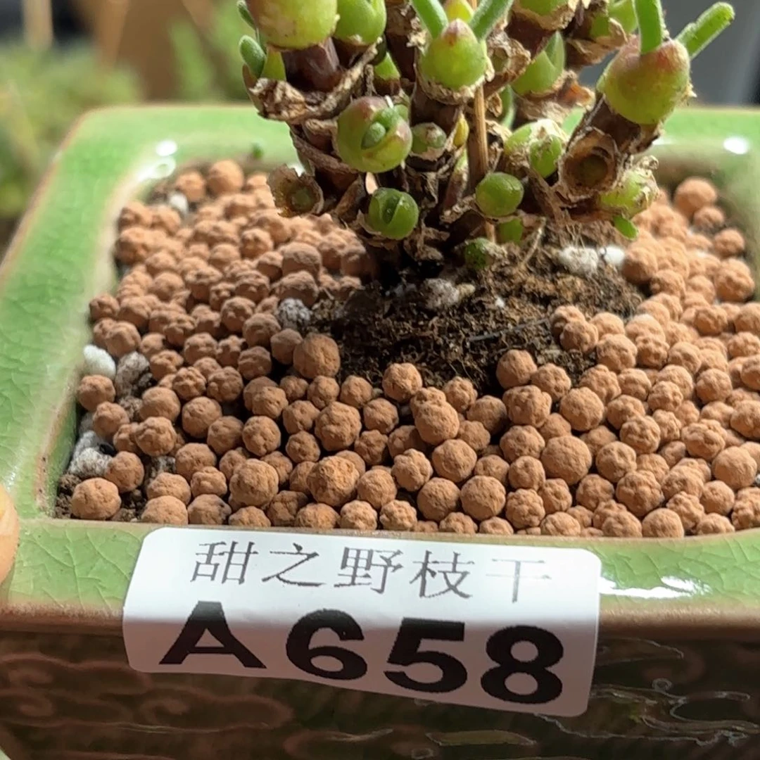 枝干兔子枝干番杏658