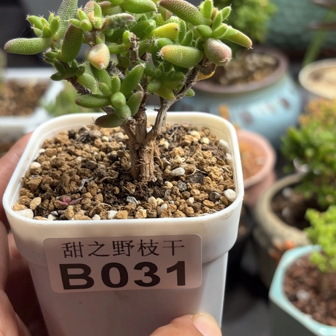 玉米枝干番杏031