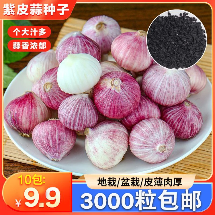 抢！【5.9包邮】四季正宗紫皮大蒜10斤装种植大蒜头批发产地直销种子