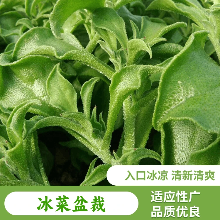 冰菜种籽苗非洲冰草水晶四季春季冬季阳台盆栽蔬菜种子孑