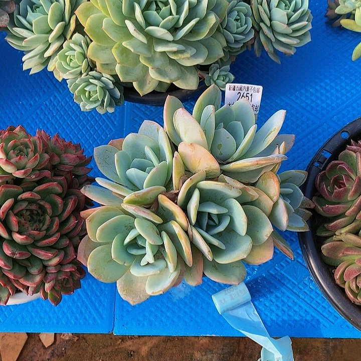 &***&2651奶茶多肉