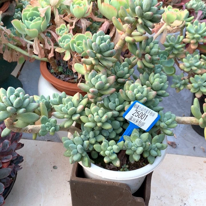 玉***?25001苹果美人