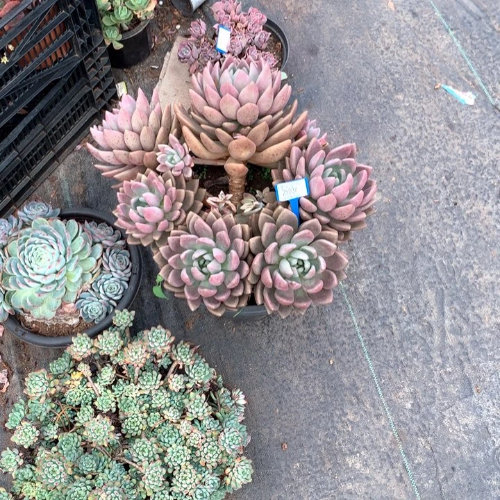 ?*姐25034桃花源多肉发物流