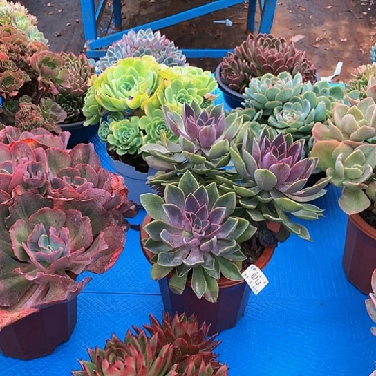 L****0713琼斯多肉