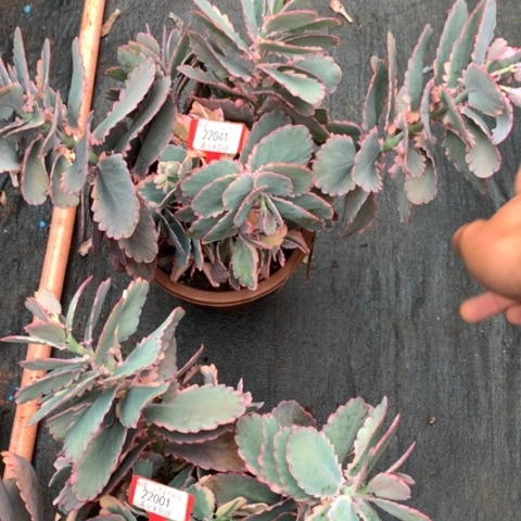 水**蓝22041蝴蝶锦多肉