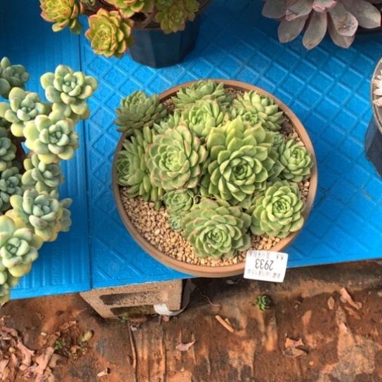 小*3933绿体麦秆多肉