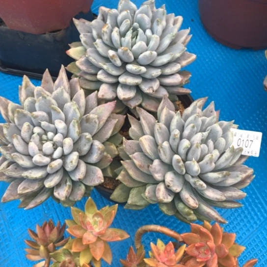 哈***呀0107胖美人多肉