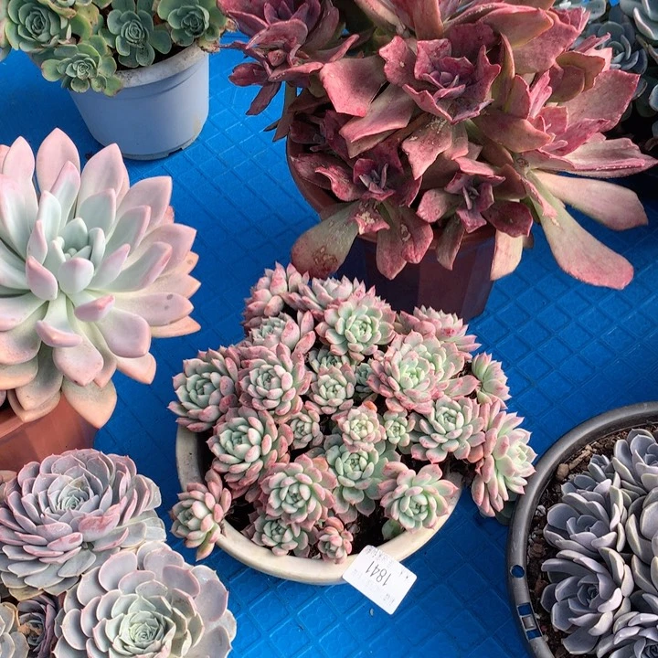 琳****发1841霜花多肉