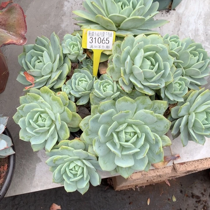 ?31065恋曲多肉植物