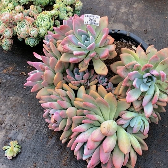 倩0706奥普多肉植物