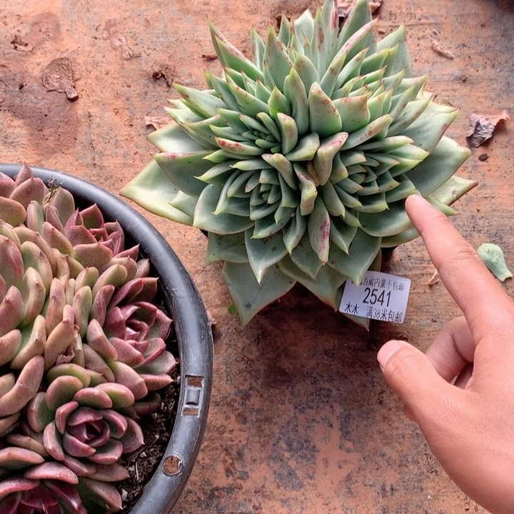 财****y2541乌木多肉