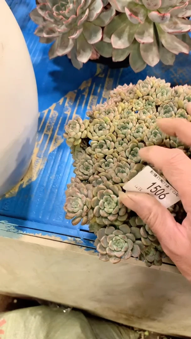 【闪购商品】分布偶1506